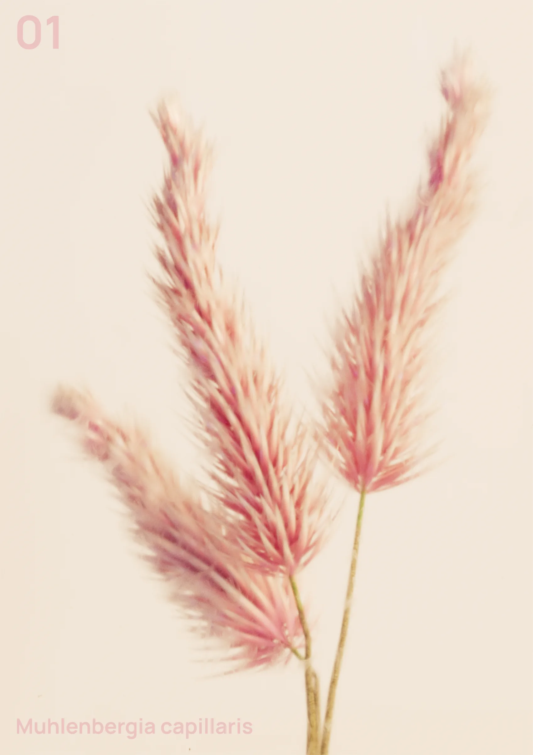 Flowers in Glass project still
