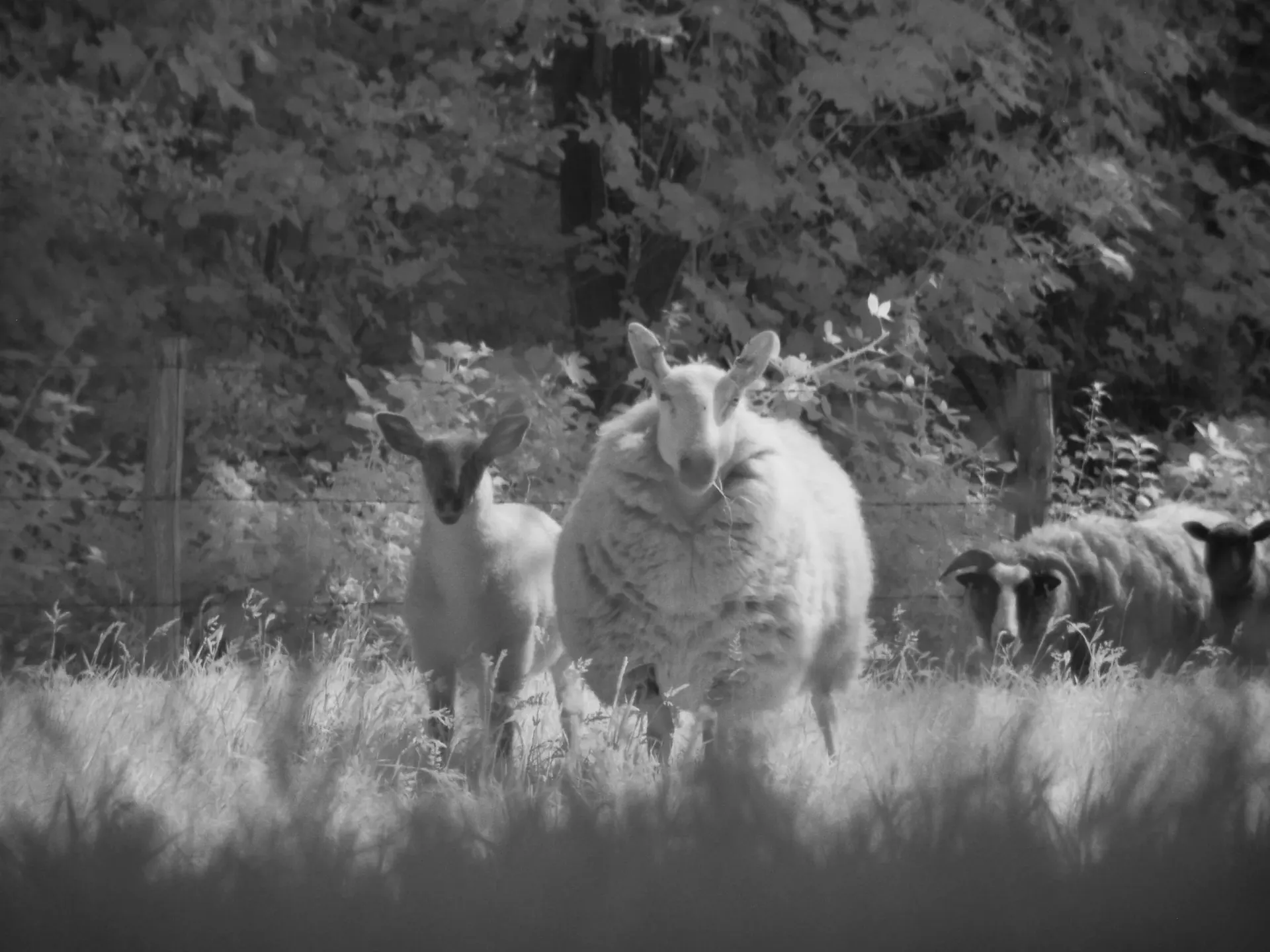 Infrared photograph