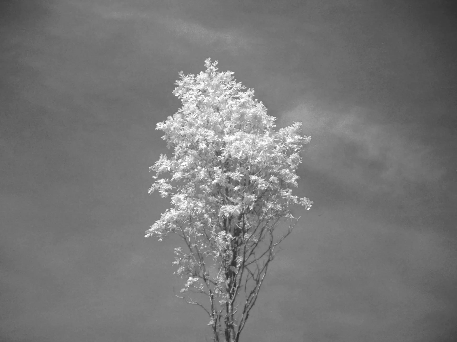 Infrared composition