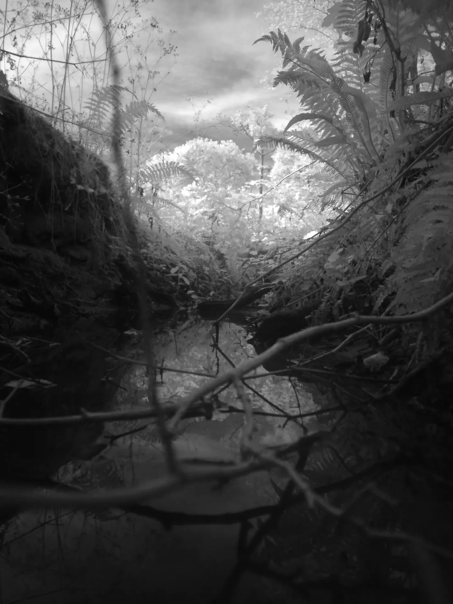 Infrared landscape
