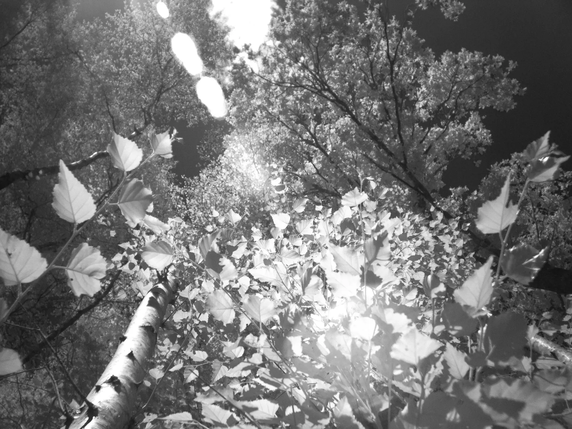Infrared landscape